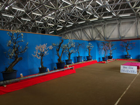 ライトアップはイマイチ