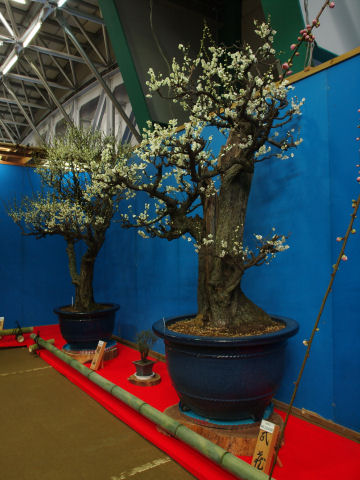 樹齢が気になる