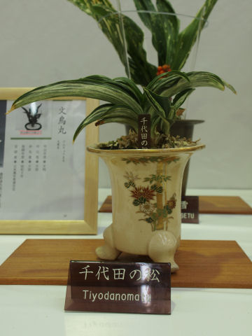 上級者向け「千代田の松」