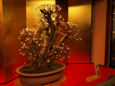 入口の盆梅 人が多くて正面から撮れない