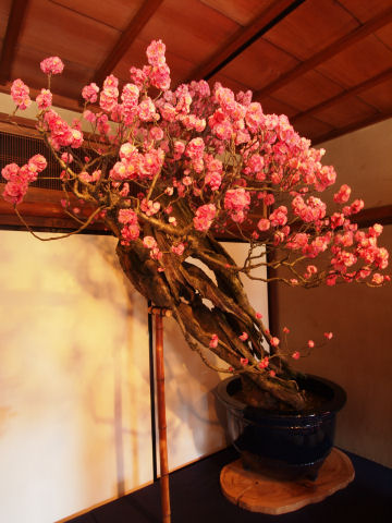 樹齢400年の不老