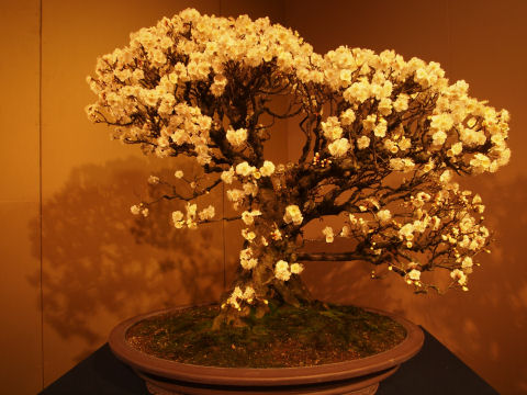 平たい鉢の盆梅
