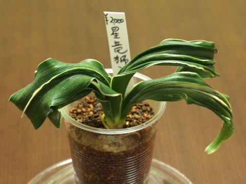 コップの底に穴をあけなくちゃいけないからね