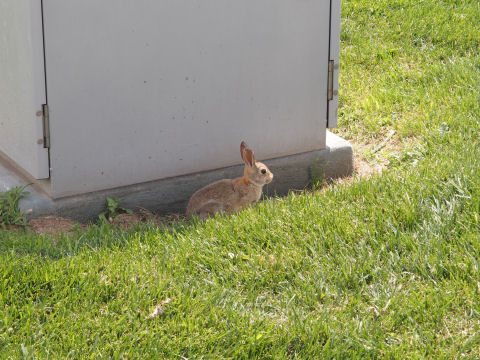 これだけ芝があればエサに困らない