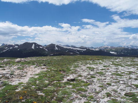 木は生えていない