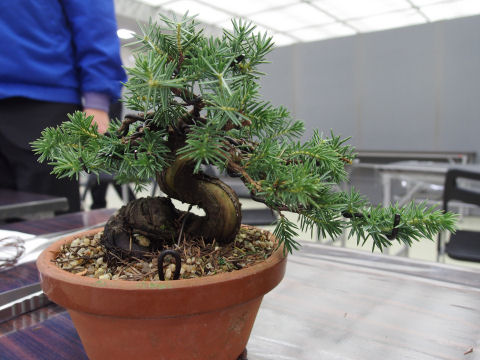 いくつかの芽は自分で剪定するために残ってる