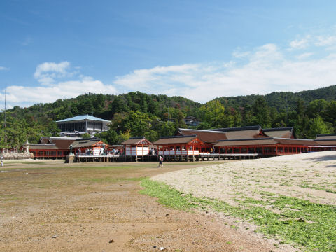 海草が乾燥してる