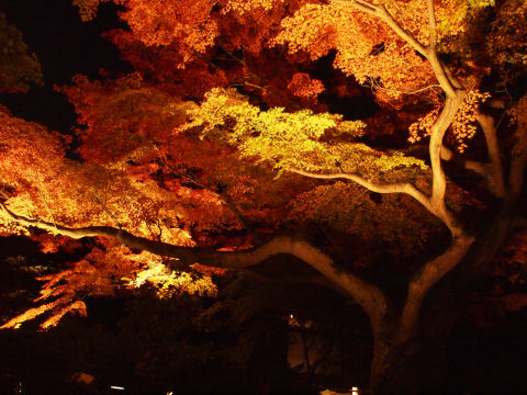 真ん中あたりの大きな椛