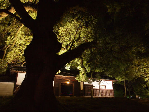 幹が影になった