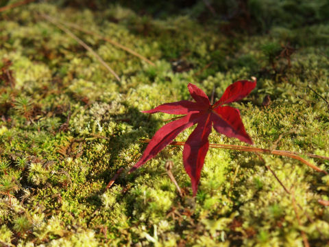 落ち葉のアップ