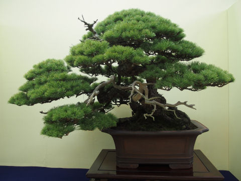 カエデだっけか