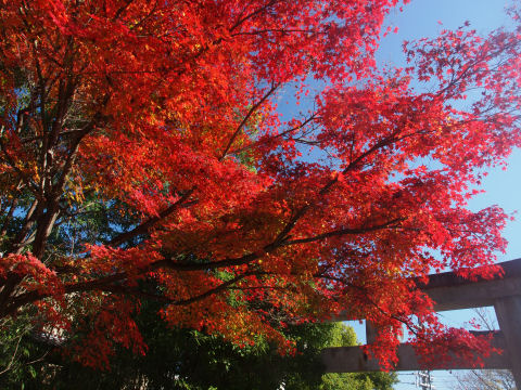 最初の方の鳥居