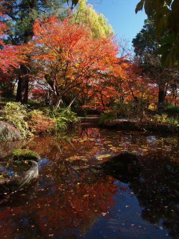 池に紅葉を反射させて
