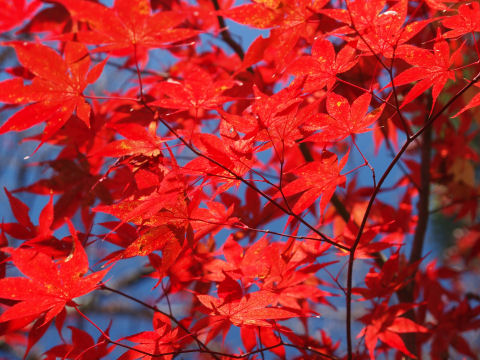 透かした紅葉