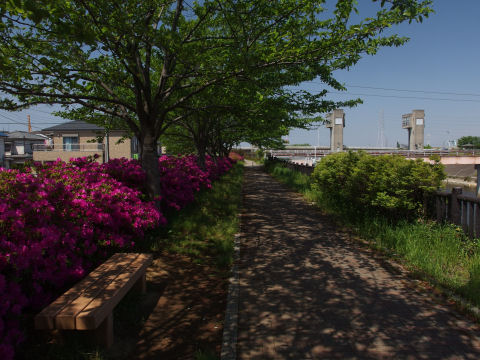 つつじが咲き誇る