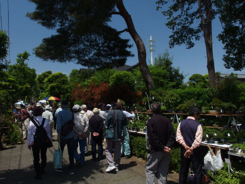 所せましと並べられた盆栽