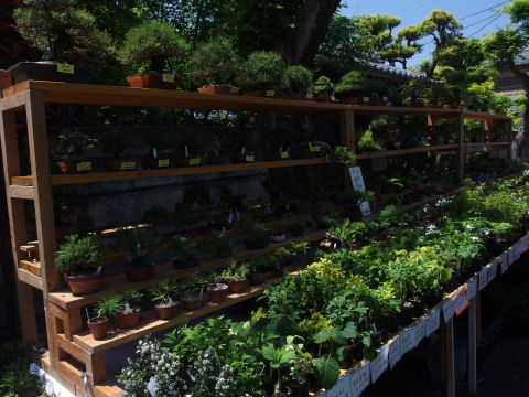 欲しいけどうちにもいっぱいあるから・・・