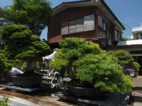 バックの家もいい感じの古さ