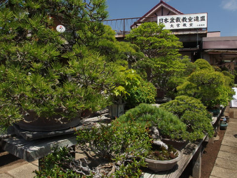 盆栽教室通ってみたい