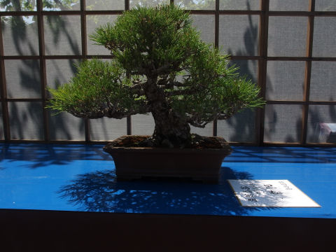 オーソドックスな形