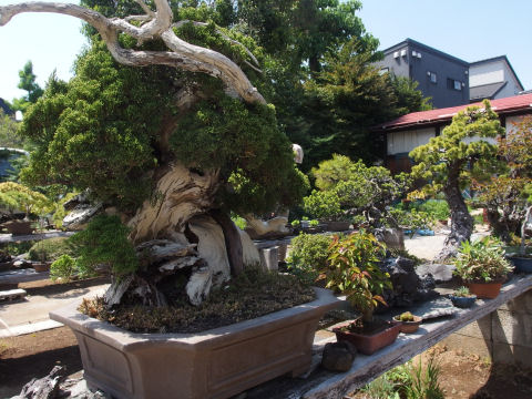 すばらしいジン