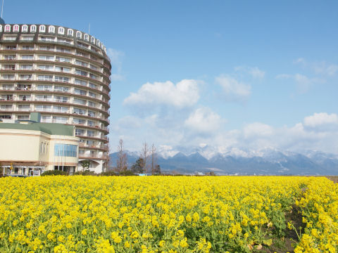うちのプランターの寒咲き菜の花はまだというのに・・・