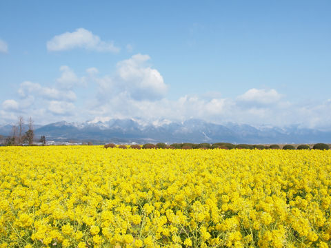 どこまで菜の花を入れるかが難しい