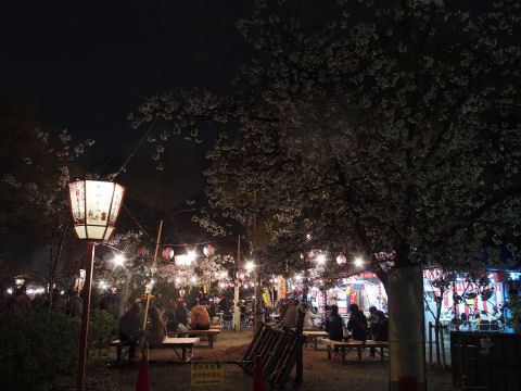 桜が暗くて見えない