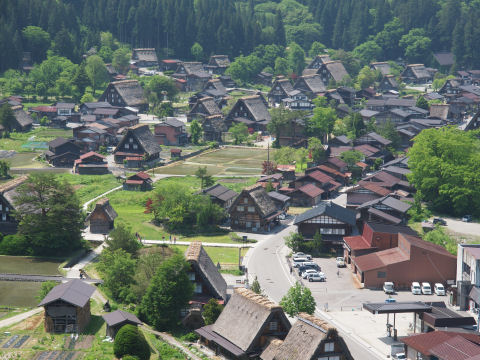 ズームで木なし