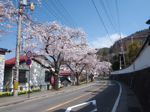 青空に映える桜