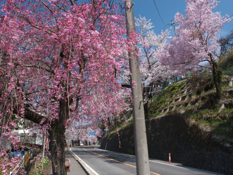 色の濃いしだれ