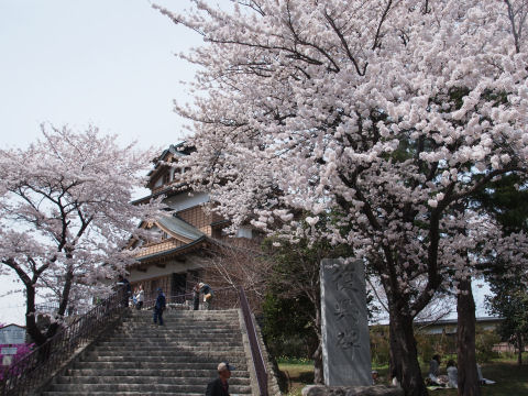 城(あんまり見えないけど)と桜