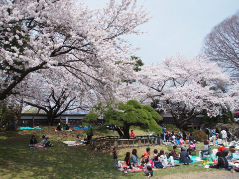 花見する人たち