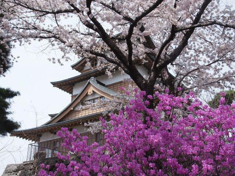 つつじも咲いてる