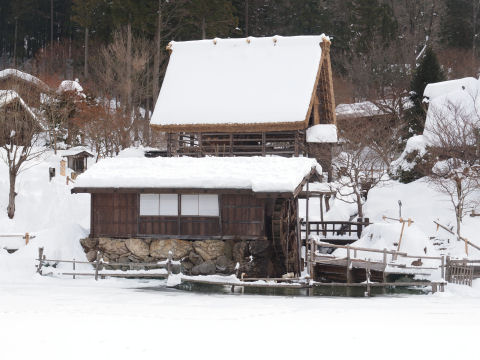 あらこんなところに白鳥が