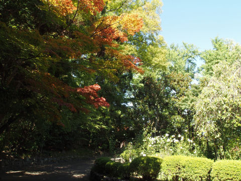 紅葉が始まってる
