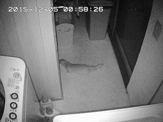 残念ながらカラーで撮れなかった