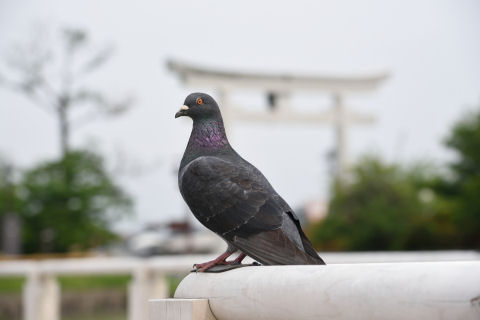 鳥居を入れつつ