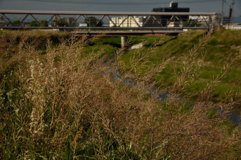 周りが家族連ればかりの中，ひとり種を採取