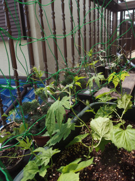 盆栽は日が当たるように配置