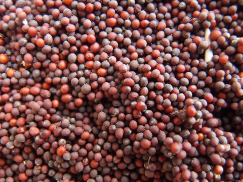 接写 種は非常に小さい