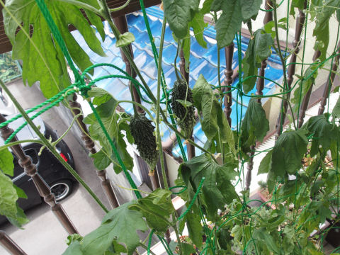 どこまで大きくなるか