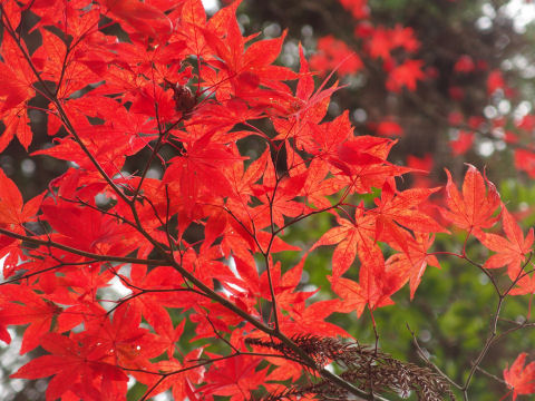 後ろのぼかした紅葉もいい感じ