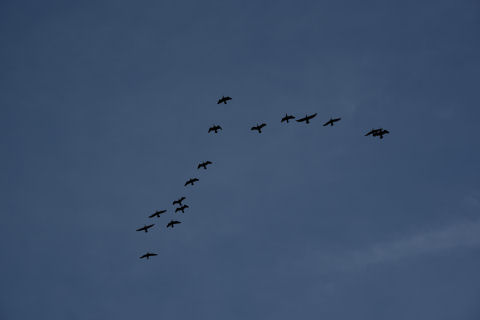 カメラのお陰で良く撮れてる