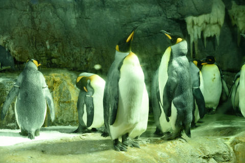 ペンギンは若干空いていた