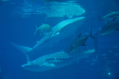 ジンベイザメ2匹