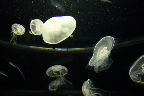 でもそんなにきれいな被写体じゃない