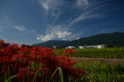 彼岸花と青空と山の端