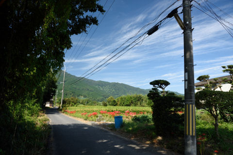 名所でなくても彼岸花いっぱい