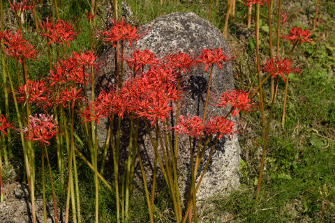 石にくっきり写ってる彼岸花の影